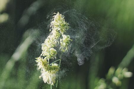 Bioresonanz bei Allergien Behandlung